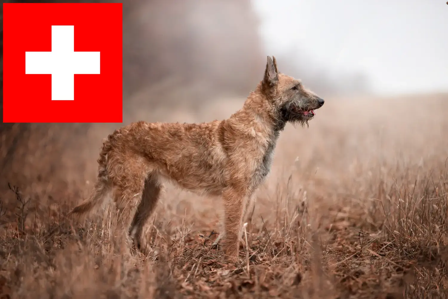 Owczarek belgijski szczenięta i hodowcy Szwajcaria Tutaj znajdziesz hodowców owczarków belgijskich w Szwajcaria.
