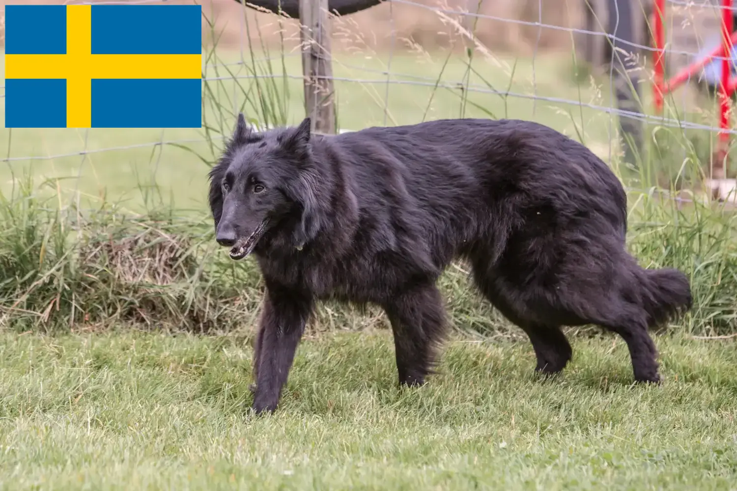 Owczarek belgijski szczenięta i hodowcy Szwecja Tutaj znajdziesz hodowców owczarków belgijskich w Szwecja.