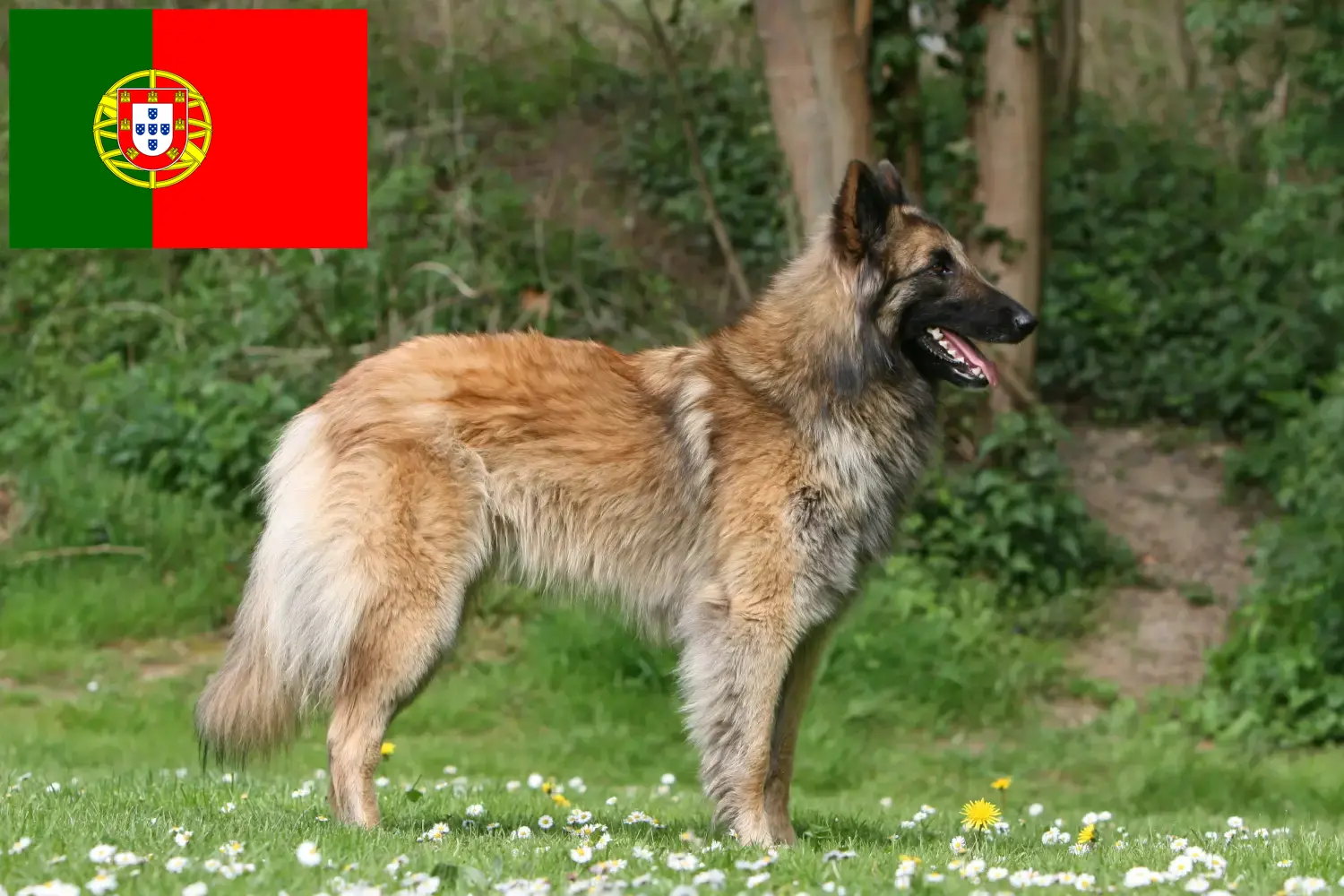 Owczarek belgijski szczenięta i hodowcy Portugalia Tutaj znajdziesz hodowców owczarków belgijskich w Portugalia.