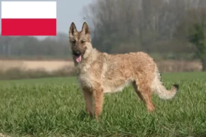 Read more about the article Hodowca owczarków belgijskich i szczenięta w Polsce