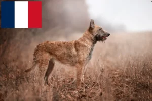 Read more about the article Hodowca owczarków belgijskich i szczenięta we Francji