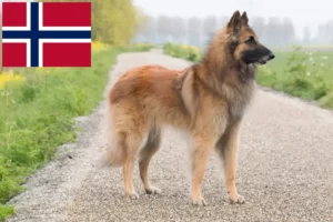Read more about the article Hodowca owczarków belgijskich i szczenięta w Norwegii