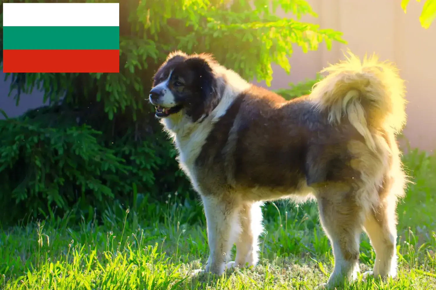 Szczenięta owczarka kaukaskiego i hodowca Bułgaria Znajdź hodowców owczarków kaukaskich w Bułgaria.
