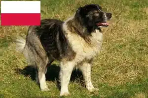 Read more about the article Hodowca owczarków kaukaskich i szczenięta w Polsce