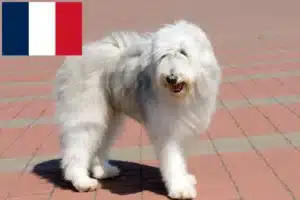 Read more about the article Owczarek południoworosyjski hodowca i szczenięta w Francja