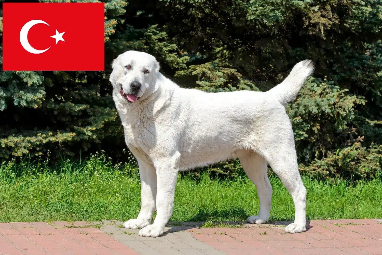 Owczarek środkowoazjatycki szczenięta i hodowca Turcja Tutaj znajdziesz hodowców owczarków środkowoazjatyckich w Turcja.
