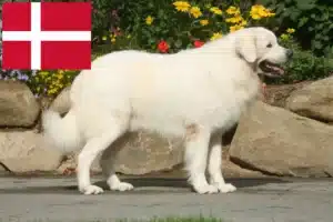 Read more about the article Hodowcy owczarków tatrzańskich i szczenięta w Dania