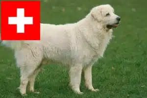 Read more about the article Hodowcy owczarków tatrzańskich i szczenięta w Szwajcaria