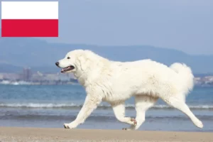 Read more about the article Hodowcy owczarków tatrzańskich i szczenięta w Polska
