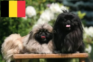 Read more about the article Hodowcy pekińczyków i szczenięta w Belgia