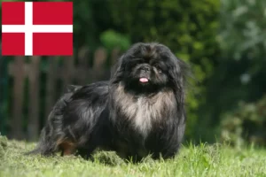 Read more about the article Hodowcy pekińczyków i szczenięta w Dania