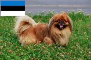 Read more about the article Hodowcy pekińczyków i szczenięta w Estonia