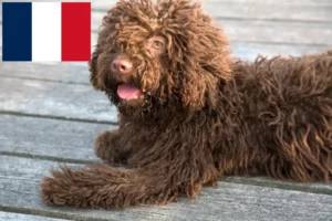 Read more about the article Perro de Agua Español hodowcy i szczenięta w Francja