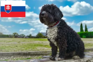 Read more about the article Perro de Agua Español hodowcy i szczenięta w Słowacja