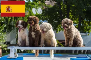 Read more about the article Hodowcy i szczenięta Perro de Agua Español w Hiszpania