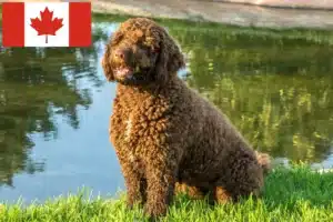 Read more about the article Perro de Agua Español hodowcy i szczenięta w Kanada