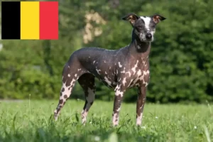 Read more about the article Hodowca i szczenięta bezwłosych psów peruwiańskich w Belgii