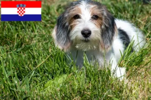 Read more about the article Petit Basset Griffon Vendéen hodowcy i szczenięta w Chorwacja