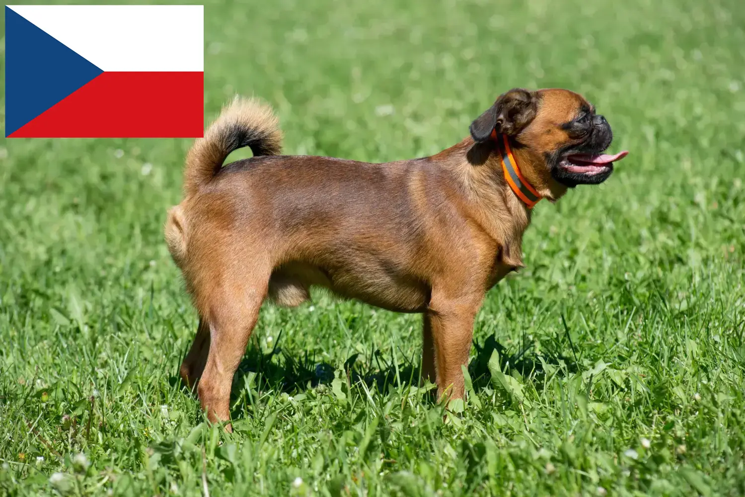 Petit Brabançon szczenięta i hodowcy Czechy Tutaj można znaleźć hodowców Petit Brabançon w Czechy.