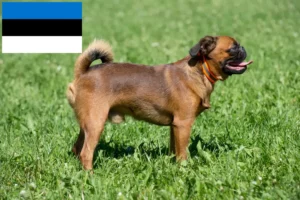 Read more about the article Petit Brabançon hodowcy i szczenięta w Estonia