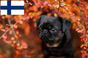 Read more about the article Petit Brabançon hodowcy i szczenięta w Finlandia