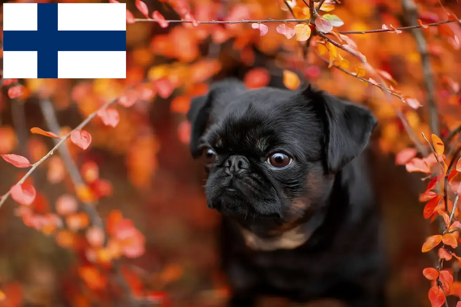 Read more about the article Petit Brabançon hodowcy i szczenięta w Finlandia