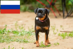 Read more about the article Petit Brabançon hodowcy i szczenięta w Rosja