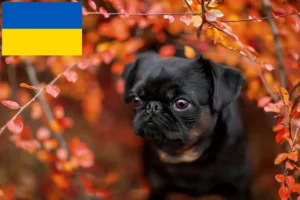Read more about the article Petit Brabançon hodowcy i szczenięta w Ukraina