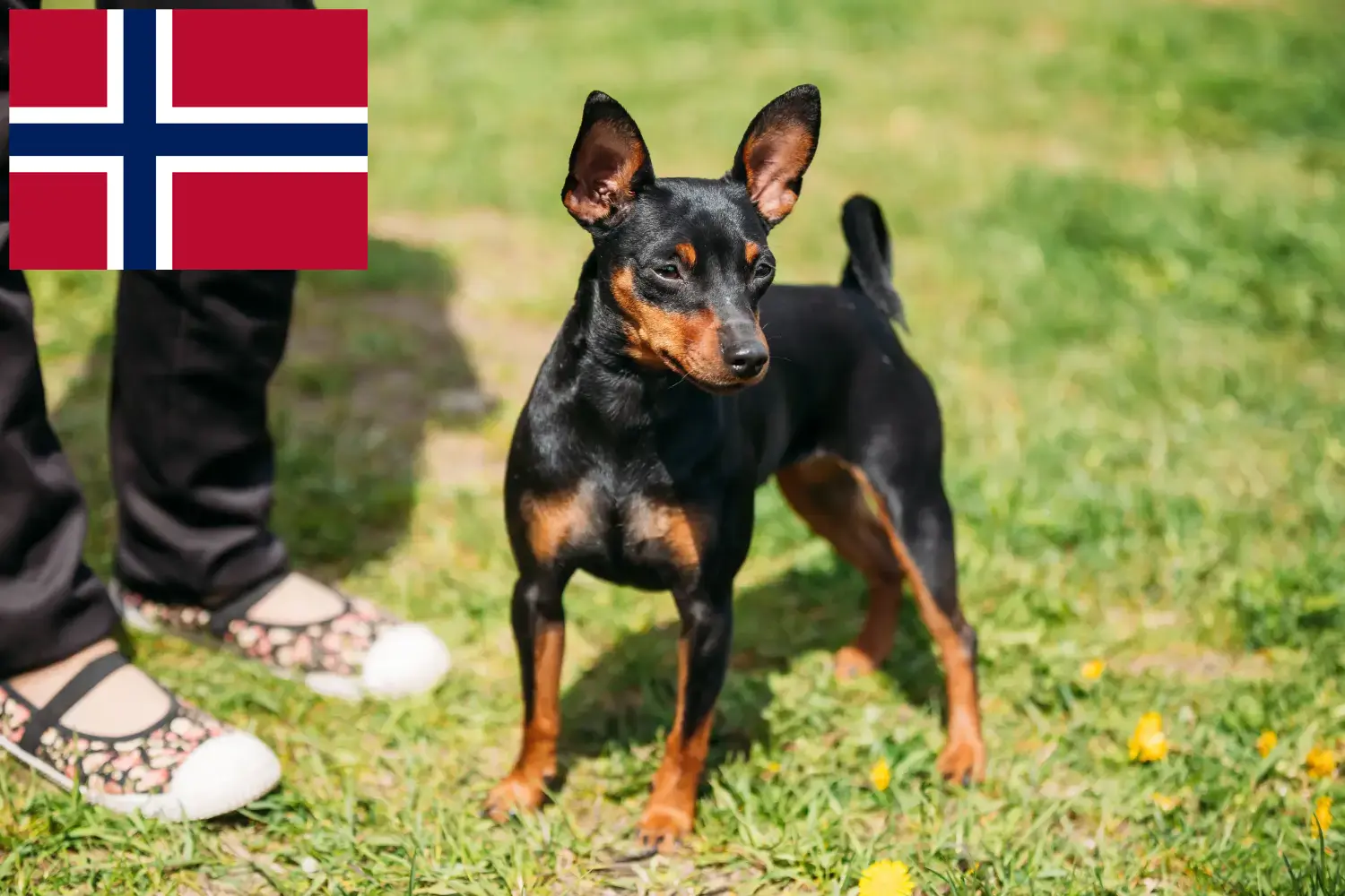 Pinczer miniaturowy szczenięta i hodowcy Norwegia Tutaj znajdziesz hodowców pinczerów miniaturowych w Norwegia.
