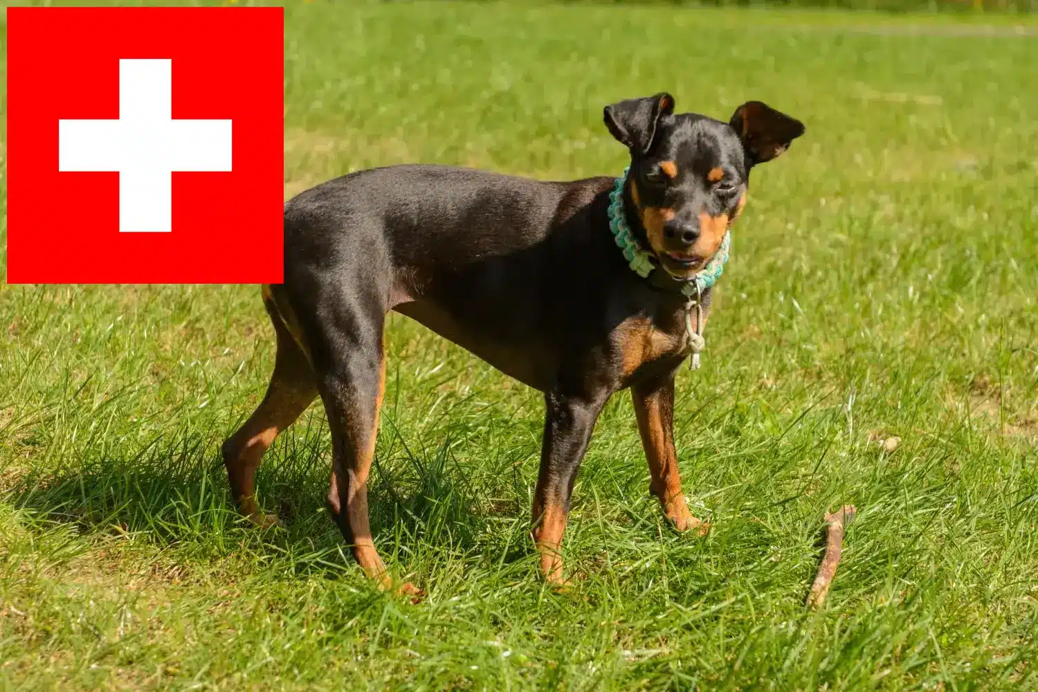 Pinczer karłowaty szczenięta i hodowcy Szwajcaria Tutaj znajdziesz hodowców pinczerów miniaturowych w Szwajcaria.