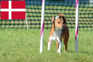 Read more about the article Podenco hodowcy i szczenięta w Dania