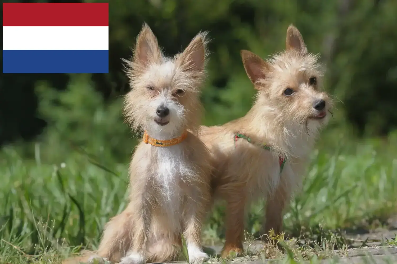 Podenco szczenięta i hodowcy Holandia Znajdź hodowców Podencos w Holandia tutaj.