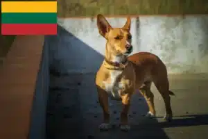 Read more about the article Podenco hodowcy i szczenięta w Litwa