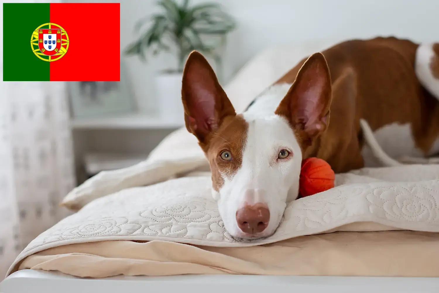 Podenco szczenięta i hodowcy Portugalia Znajdź hodowców Podencos w Portugalia tutaj.