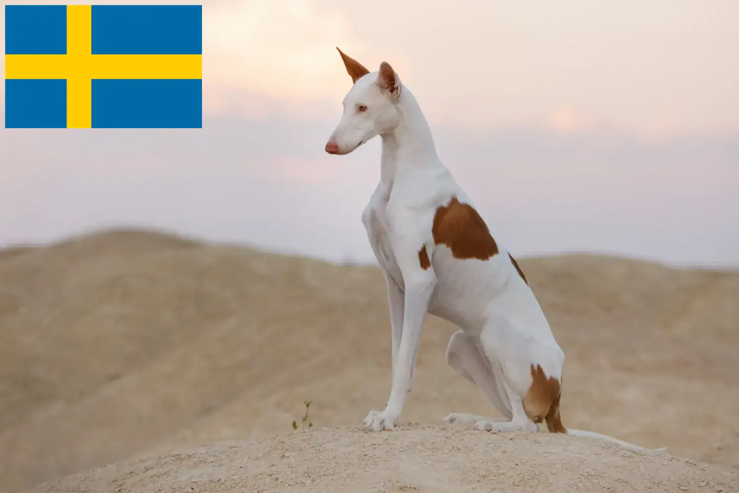 Podenco szczenięta i hodowcy Szwecja Znajdź hodowców Podencos w Szwecja tutaj.