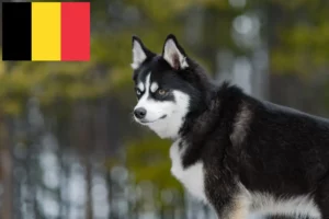 Read more about the article Hodowcy i szczenięta Pomsky w Belgia