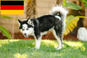 Read more about the article Hodowcy i szczenięta Pomsky w Niemcy