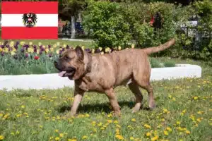 Read more about the article Presa Canario hodowcy i szczenięta w Austria