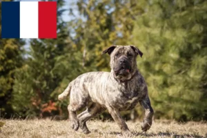 Read more about the article Presa Canario hodowcy i szczenięta w Francja