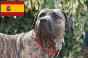 Read more about the article Presa Canario hodowcy i szczenięta w Hiszpania