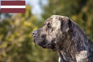 Read more about the article Hodowcy i szczenięta Presa canario w Łotwa