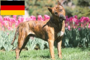 Read more about the article Presa Canario hodowcy i szczenięta w Niemcy