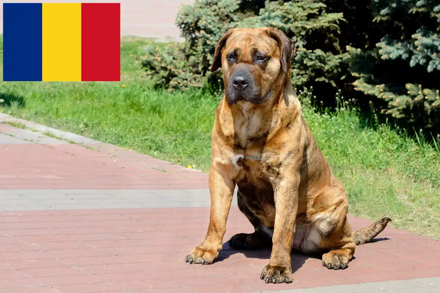 Presa Canario szczenięta i hodowcy Rumunia Tutaj znajdziesz hodowców Presa canarios w Rumunia.