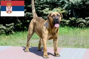 Read more about the article Presa Canario hodowcy i szczenięta w Serbia