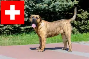 Read more about the article Presa Canario hodowcy i szczenięta w Szwajcaria