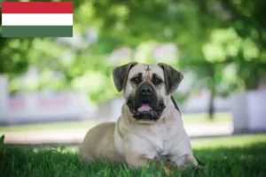 Read more about the article Hodowcy i szczenięta Presa Canario w Węgry