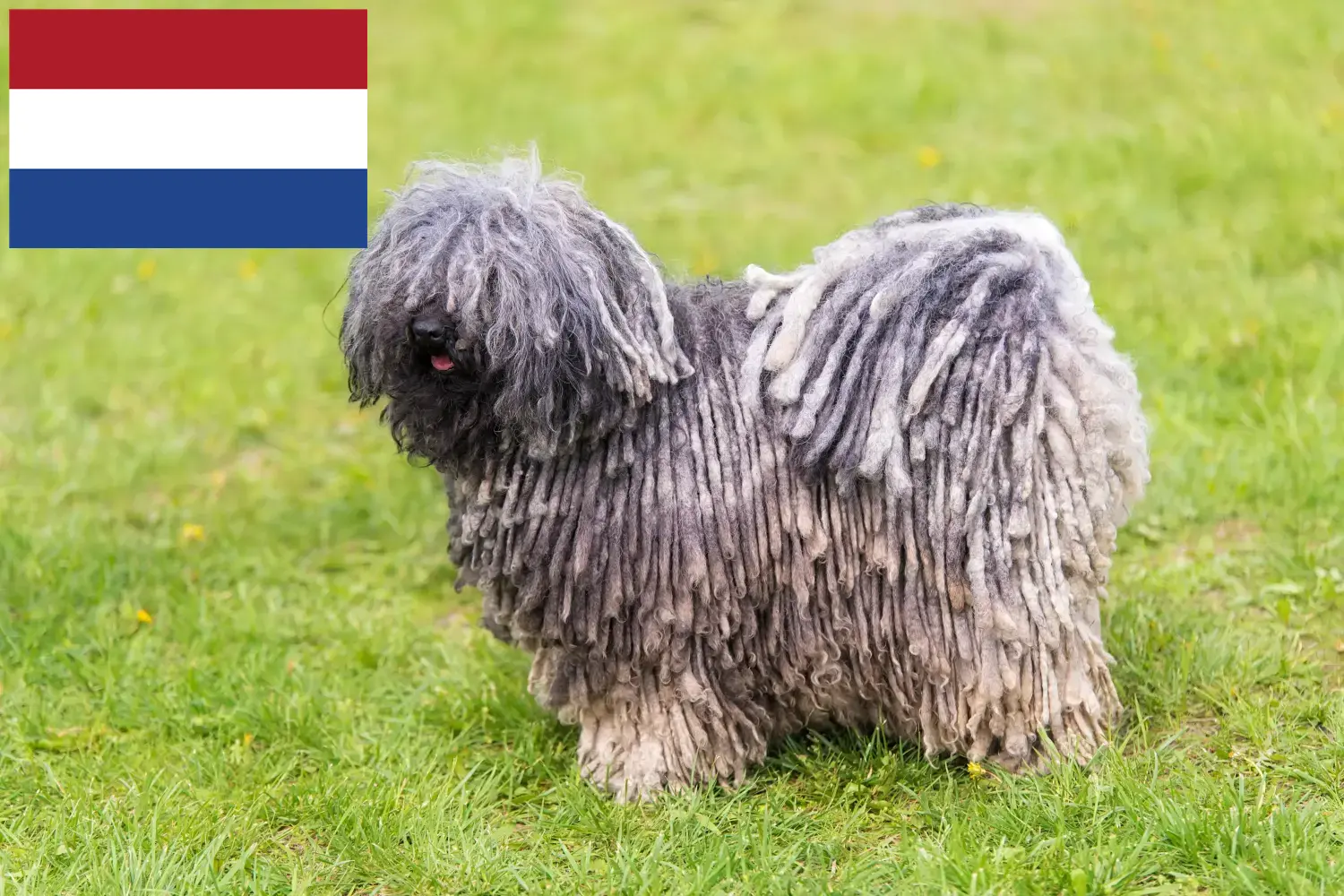Puli szczenięta i hodowcy Holandia Tutaj znajdziesz hodowców rasy Pulis w Holandia.