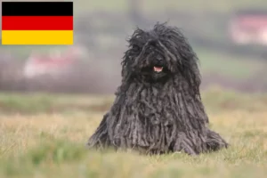 Read more about the article Hodowcy i szczenięta Puli w Niemcy
