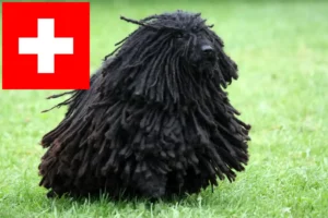 Read more about the article Hodowcy i szczenięta Puli w Szwajcaria