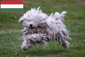 Read more about the article Hodowcy i szczenięta Puli w Węgry